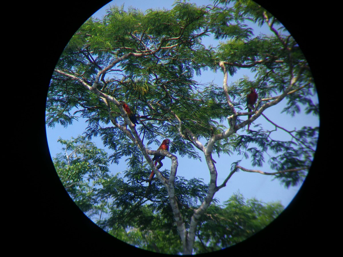 Macaw watching16